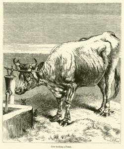 Vaca trabajando en una bomba de English School