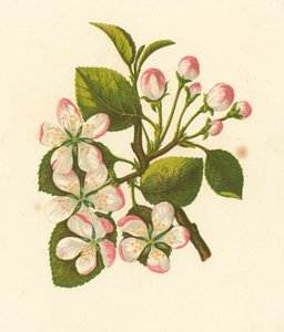 Manzana cangrejo, Pyrus Malus (litografía en color)