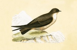 Golondrina de los acantilados, ilustración de 