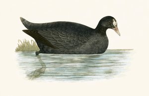 Focha crestada, ilustración de 