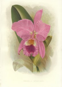 Cattleya carmesí de English School