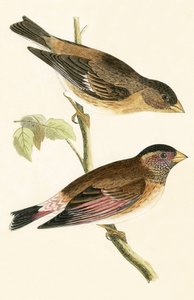 Grosbeak de alas carmesí, ilustración de 