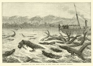 Cocodrilos en el río Shire, vistos desde el vapor Pioneer