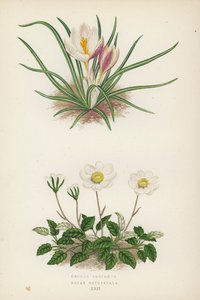Crocus Boryanus; Dryas Octopetala (litografía en color)