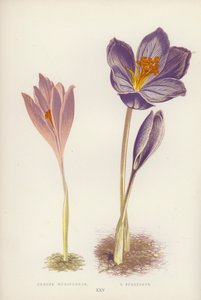 Crocus Nudiflorus; C Speciosus (litografía en color)