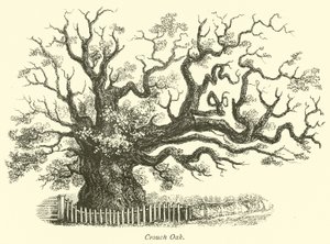 Roble de Crouch de English School