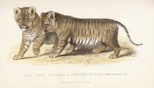 Cachorros criados entre un león y una tigresa, tres meses de edad, 1827-1835 de English School