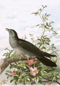 Cuco