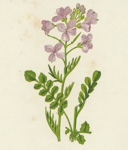 Flor de cuco, Cardamine Pratensis (litografía en color) de English School