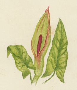Cuckoo Pint, Arum Maculatum (litografía en color) de English School