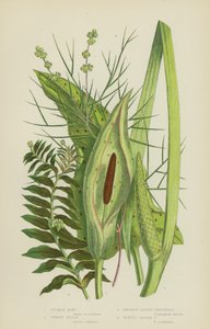Cuckoo Pint, Sweet Sedge, Opposite Leaved Pondweed, Fennel Leaved Pondweed (litografía en color)