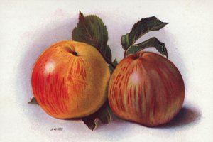 Manzanas culinarias (litografía en color) de English School