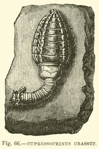 Cupressocrinus crassus de English School