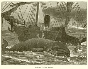 Despiece de la ballena de English School