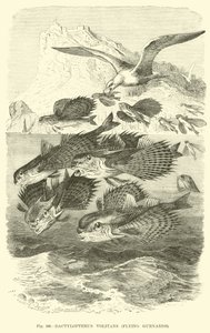 Dactylopterus Volitans, Gurnards Voladores de English School