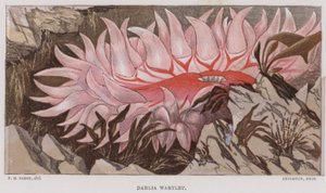 Dahlia Wartlet (litografía en color)