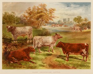 Ganado lechero Shorthorn (litografía en color)
