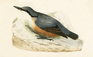 Trepador dálmata, ilustración de 