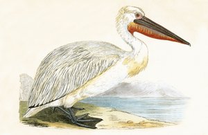 Pelícano dálmata, ilustración de 