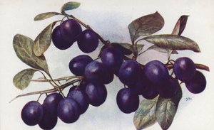 Damson, "The Merryweather" (litografía en color) de English School