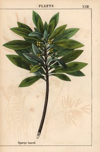 Daphne laureola o Spurge-laurel   , de "The Instructive Picturebook, or Lessons from the Vegetable World", [Charlotte Mary Yonge], Edimburgo de English School