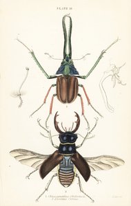 Escarabajo de Darwin, escarabajo ciervo de Grant o escarabajo ciervo chileno, Chiasognathus grantii 1, y escarabajo ciervo europeo, Lucanus cervus 2 de English School