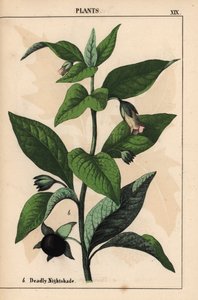 Belladona   , de "The Instructive Picturebook, or Lessons from the Vegetable World", [Charlotte Mary Yonge], Edimburgo