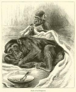 Muerte del Chimpancé