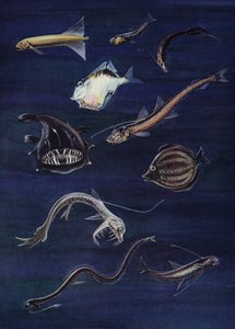Peces de aguas profundas (litografia de color)