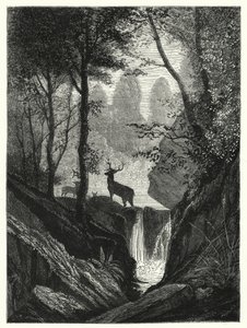 Ciervo en el bosque (grabado) de English School