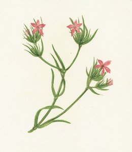 Clavelina de Deptford, Dianthus Armeria de English School
