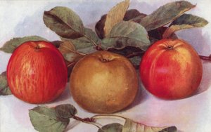 Manzanas de postre (litografía en color) de English School