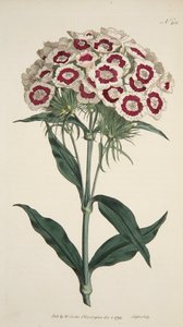 Dianthus Barbatus Clavel barbudo, pub. 1792 grabado coloreado a mano de English School