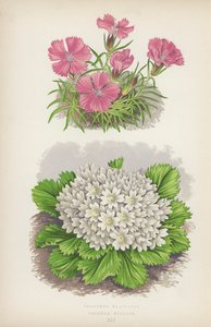 Dianthus Glacialis; Primula Nivalis (litografía en color) de English School