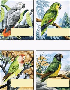 Diferentes tipos de loros de English School