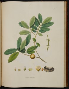 Diospyros melanoxylon, de 