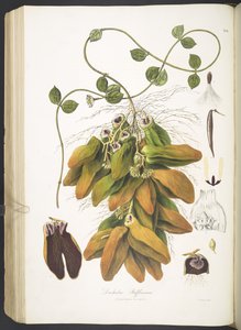 Dischidia Rafflesiana, placa 142 de 