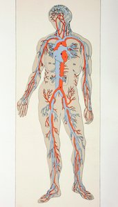 Distribución de los Vasos Sanguíneos en el Cuerpo Humano, c.1890