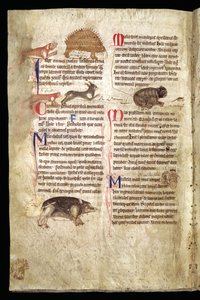 Perro persiguiendo a un puercoespín, zorro persiguiendo a un conejo, gato persiguiendo a un ratón, etc., Bestiario inglés, principios del siglo XIII (vitela)