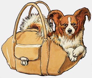 Perro en un bolso