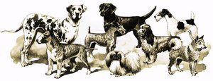 Perros de English School
