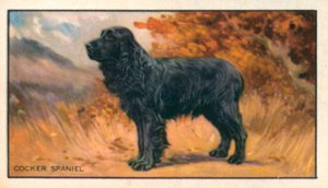 Perros: Cocker Spaniel (litografía en color) de English School