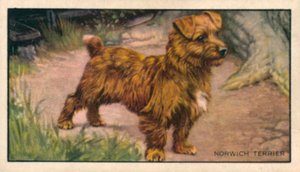 Perros: Norwich Terrier (litografía en color) de English School