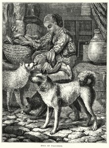 Perros de Palestina (grabado)