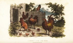 Gallo y gallina domésticos con polluelos en un corral de English School