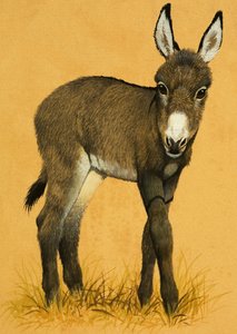 Potro de burro