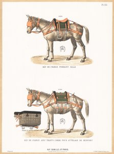 Burros con monturas