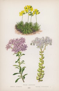 Draba aizoides; Iberis bubanii; Sedum turgidum (litografía en color)