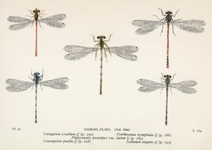 Libélulas: Damsel-Flies (litografía en color) de English School