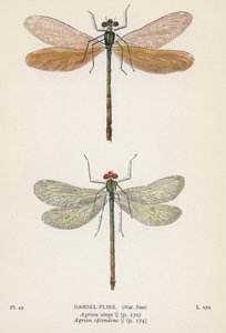 Libélulas: Damsel-Flies (litografía en color) de English School